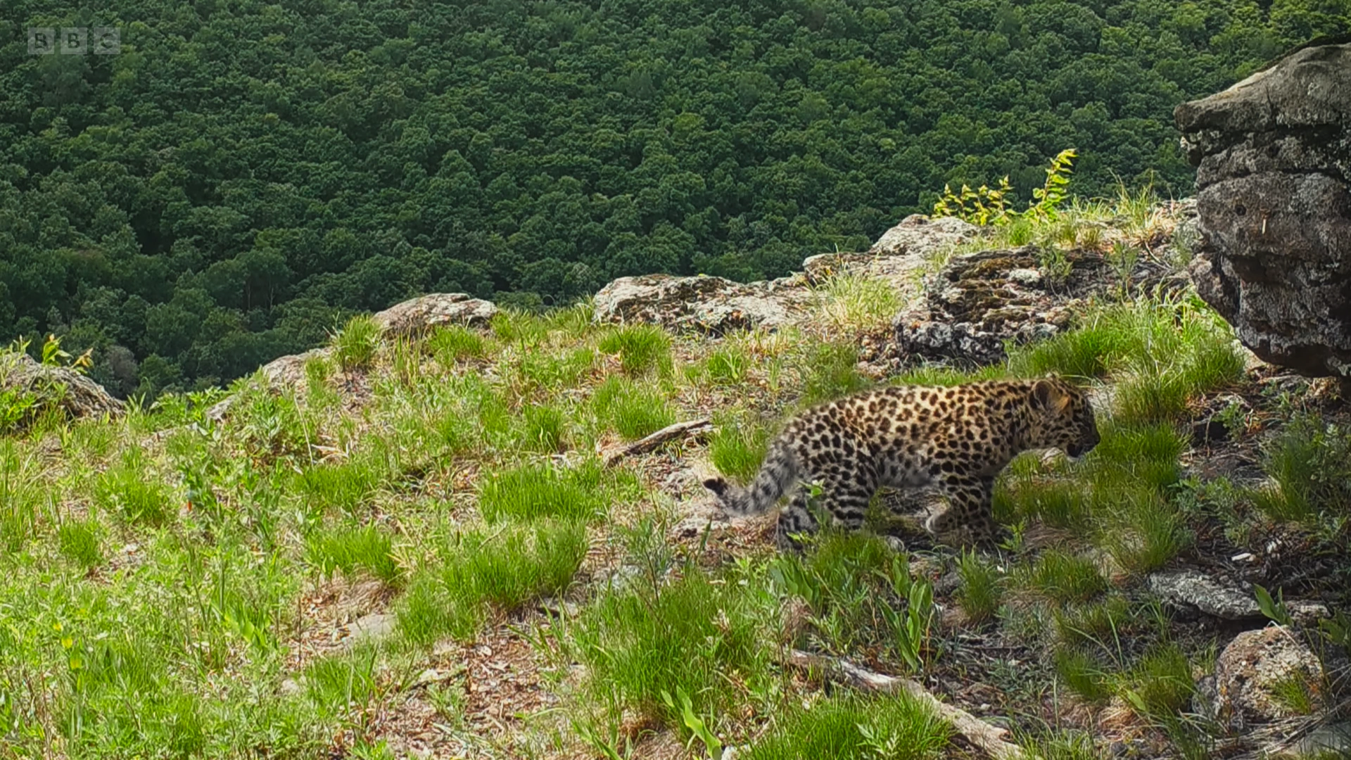 Amur leopard (Panthera pardus orientalis) as shown in Frozen Planet II - Frozen Lands